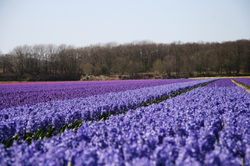 Bloemendaal, hyacinth fields