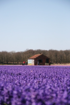 Bloemendaal, hyacinth fields