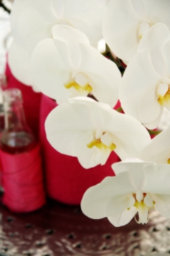 Keukenhof, orchids pavillion