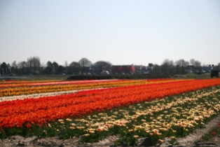 Keukenhof, tulips and dafodils field